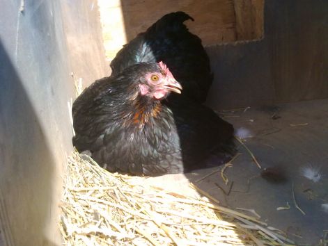 20120325437.jpg