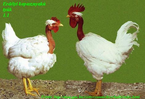 erdelyi_kopasznyaku.jpg