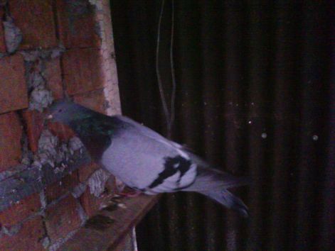 img_20111127_154125.jpg