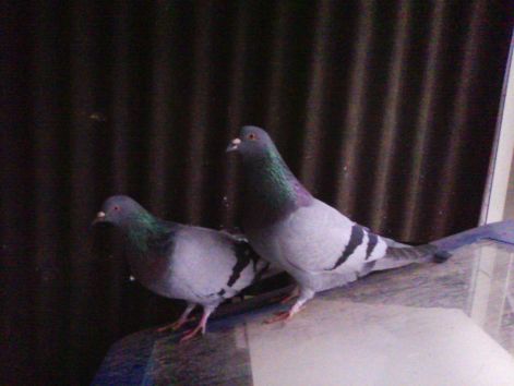 img_20111127_154254.jpg
