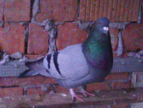 img_20111127_154410.jpg